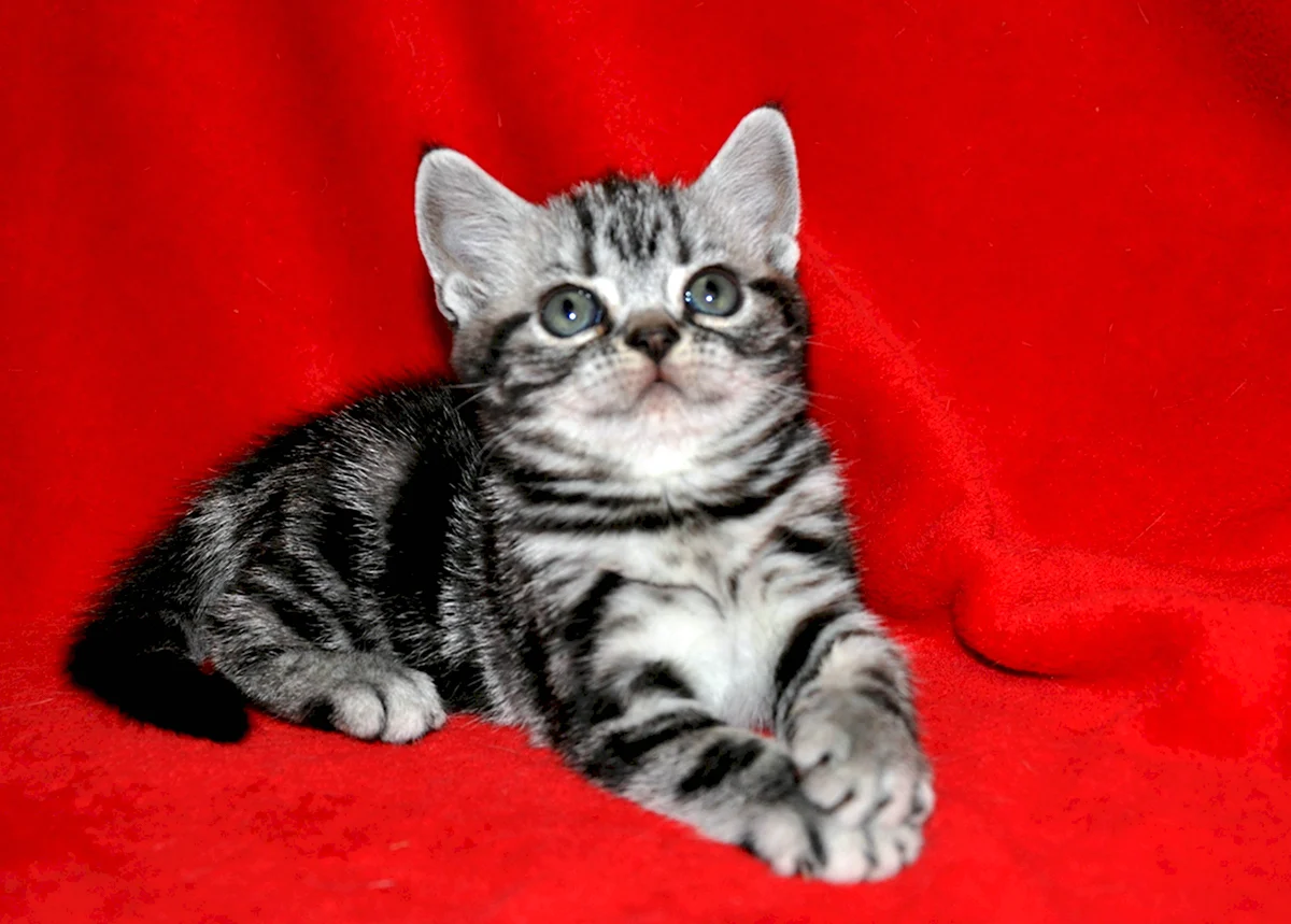 Американская короткошерстная кошка котята