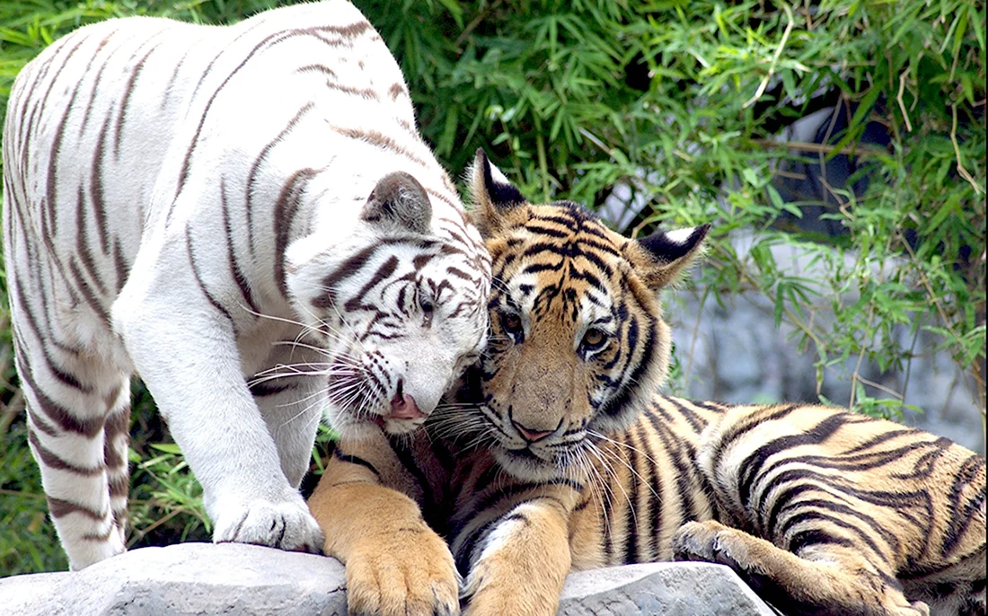 Амурский и бенгальский тигр