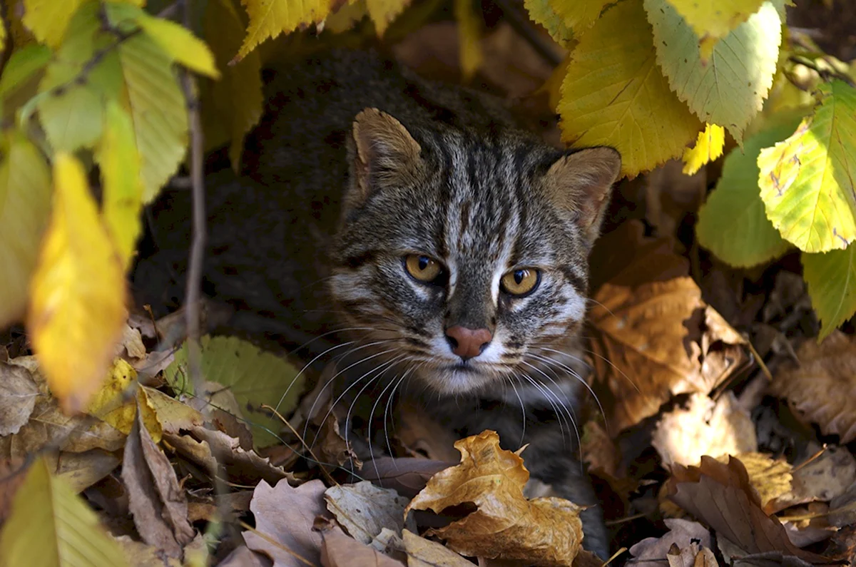 Амурский Лесной кот