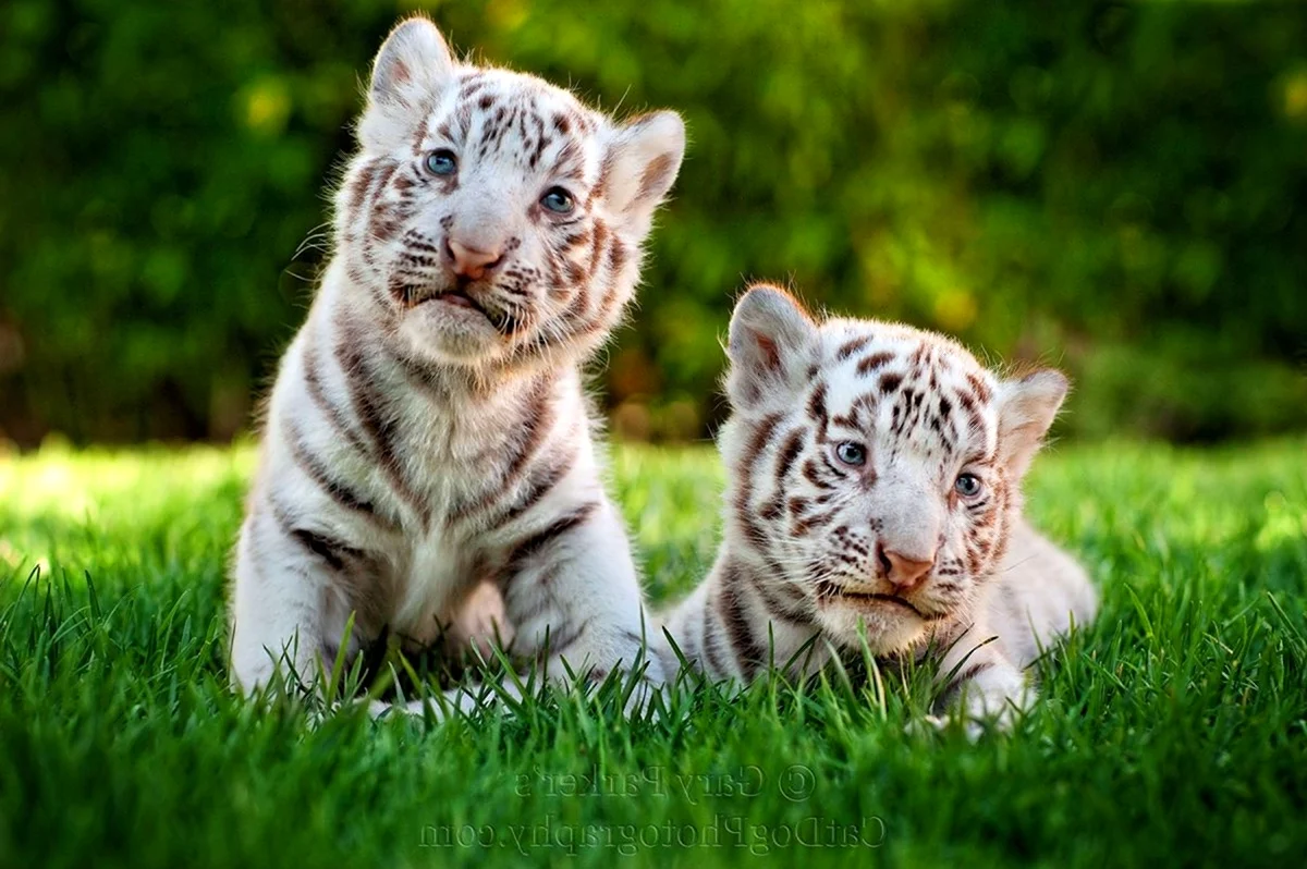 Амурский тигр белый Тигрёнок