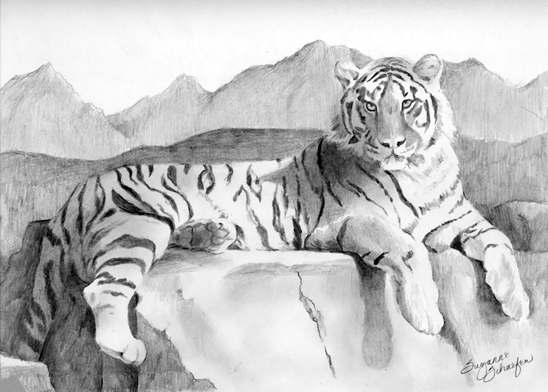 Амурский тигр карандашный