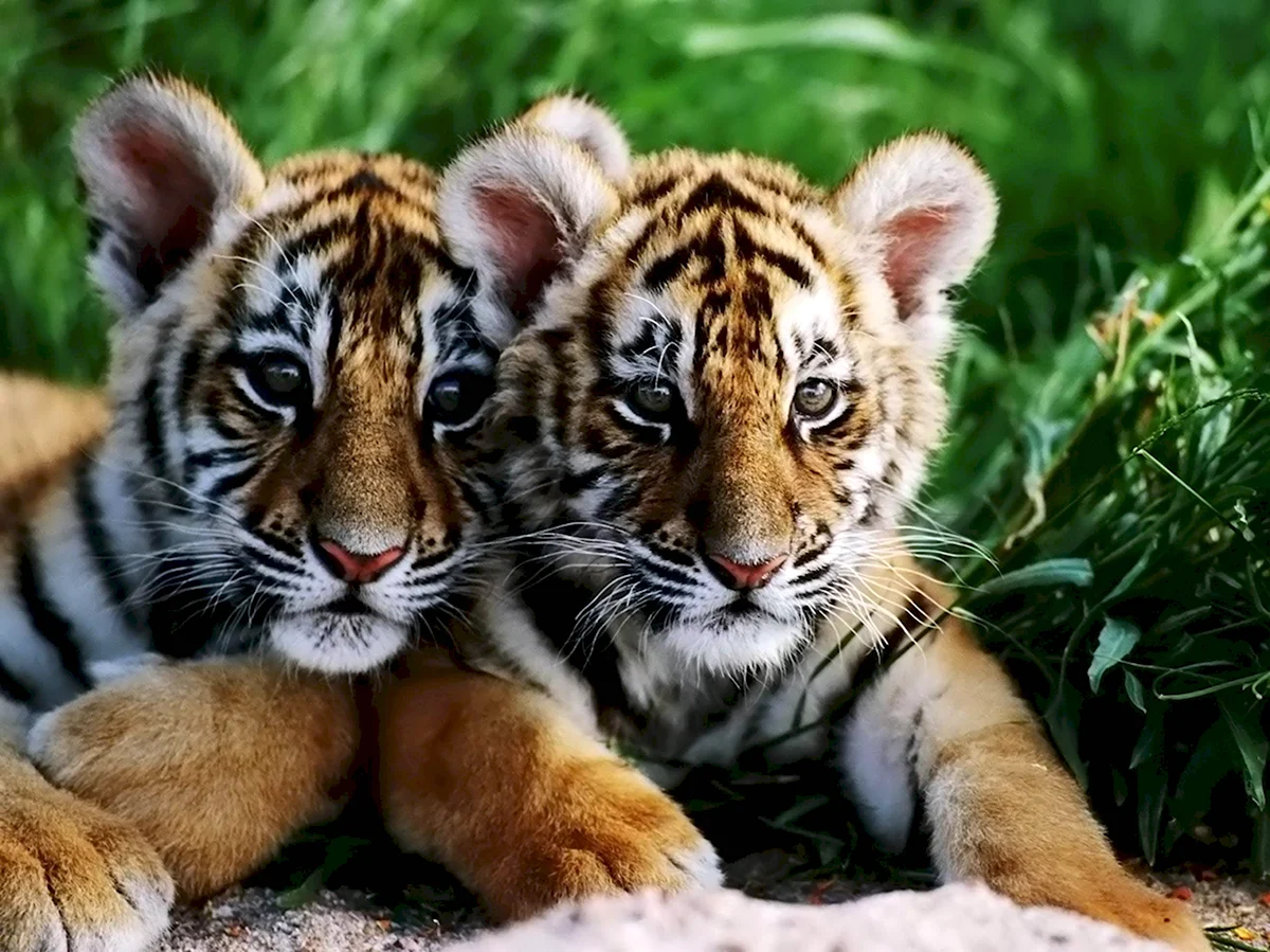 Амурский тигр с тигрятами красивые