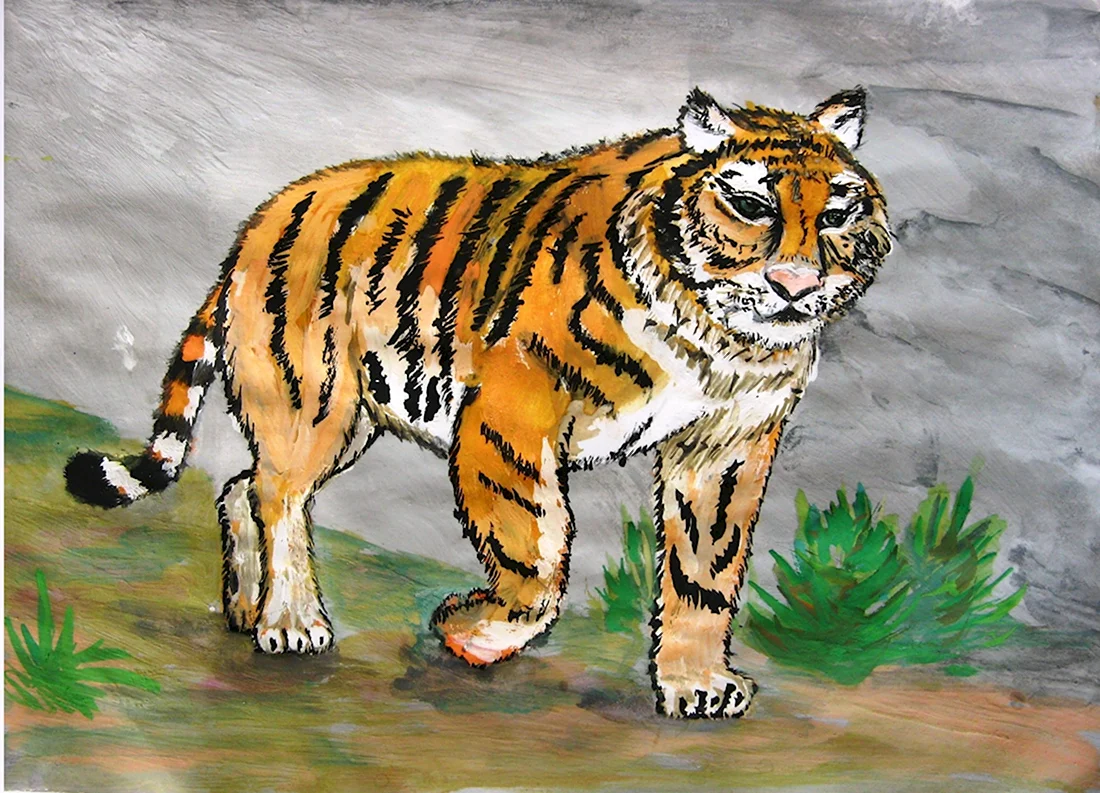 Амурский тигр срисовать