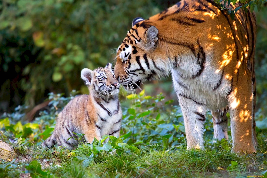Амурский тигр тигрица с тигрятами в природе