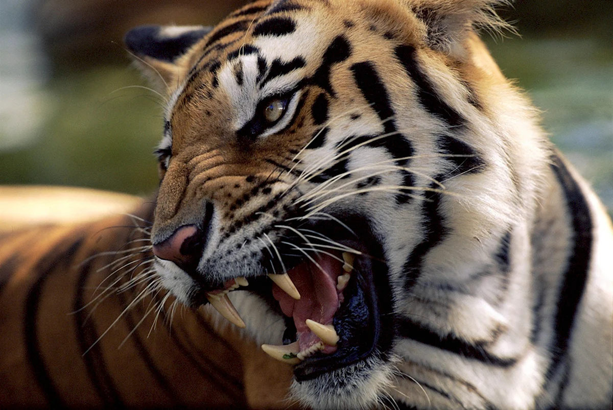 Амурский тигр WWF