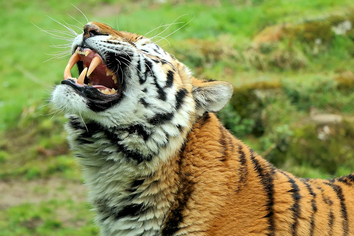 Амурский тигр зубы