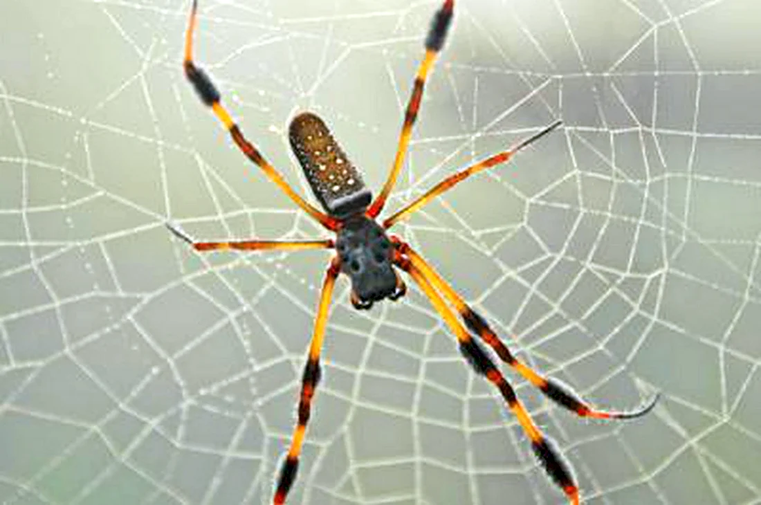 Ананасовый паук