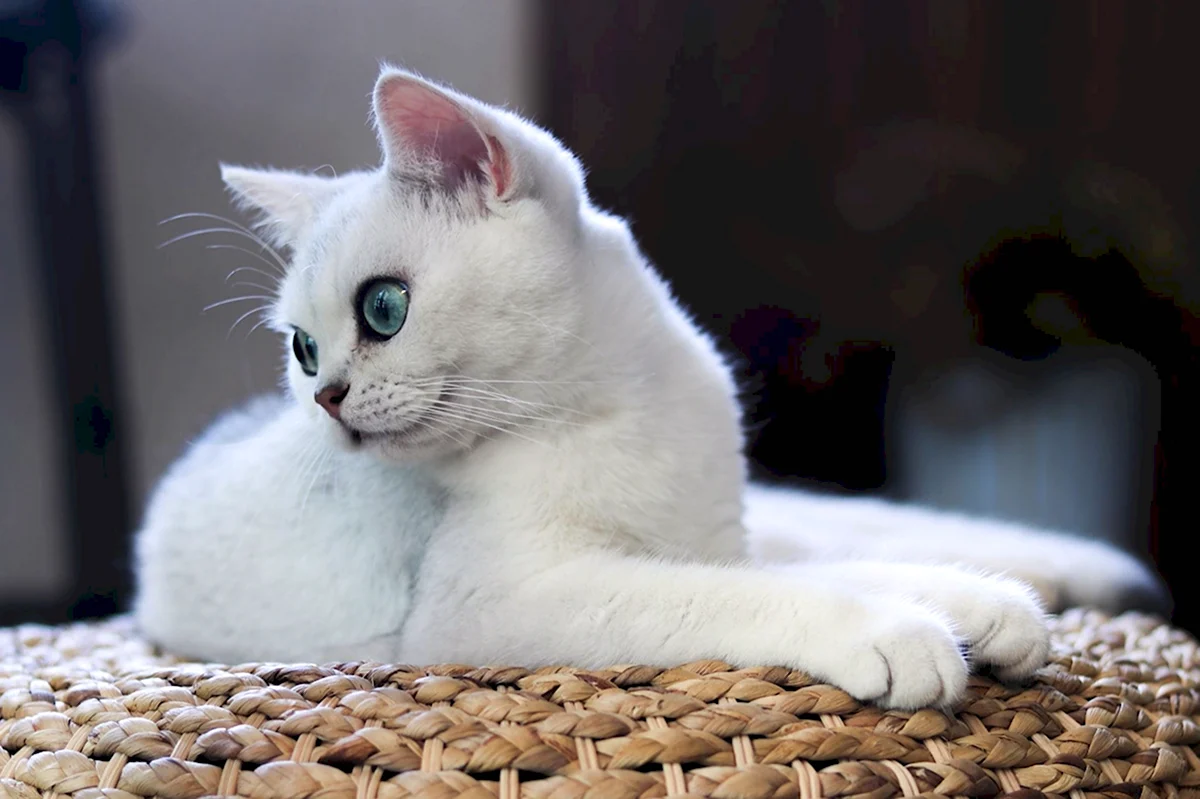 Анатолийская короткошерстная кошка белая