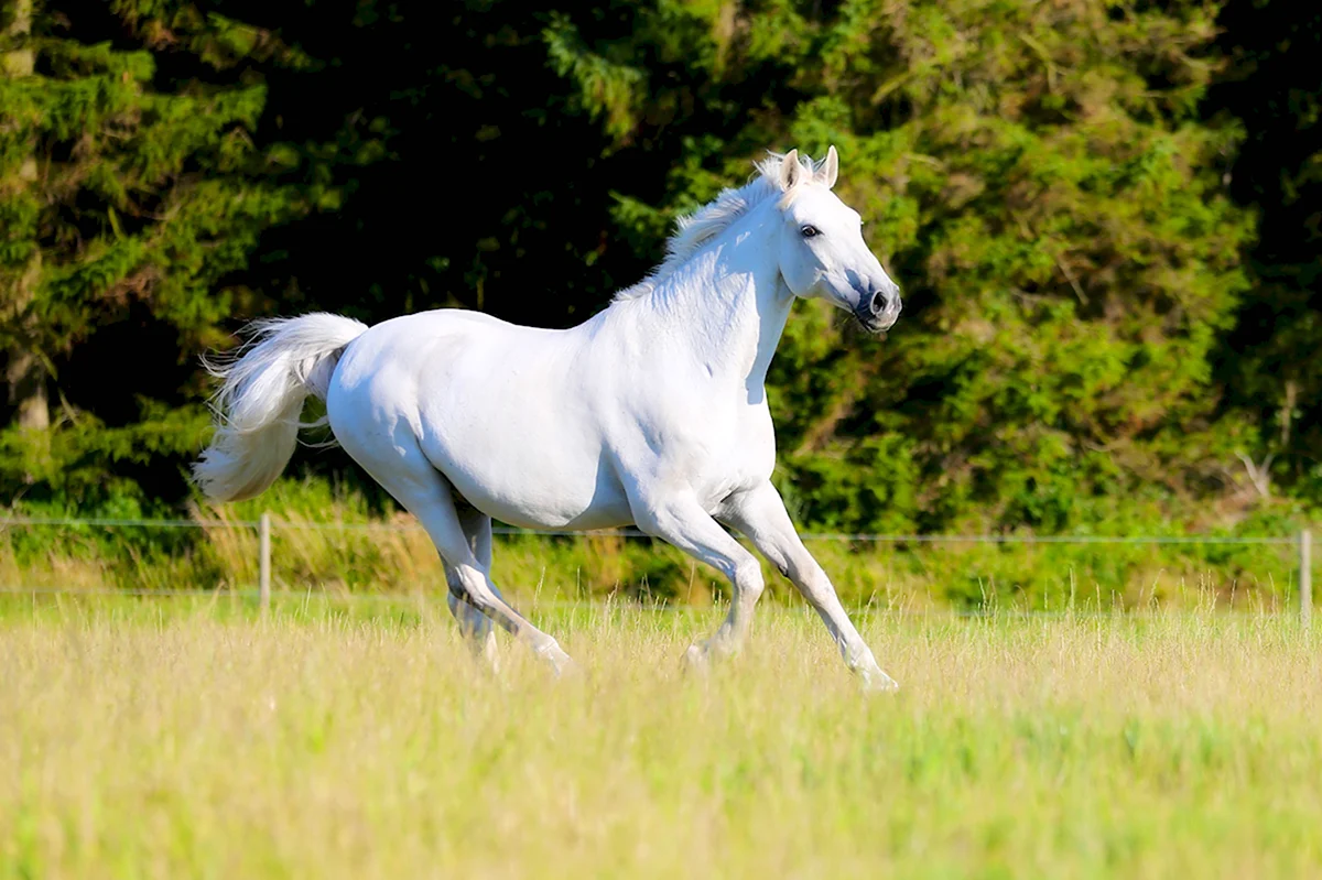 Андалузская лошадь белоснежная