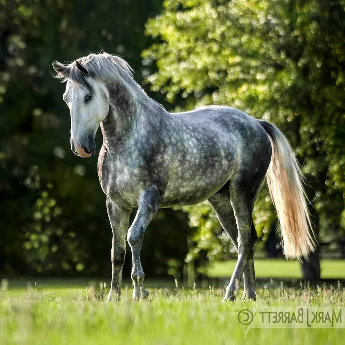 Андалузская лошадь мышастая