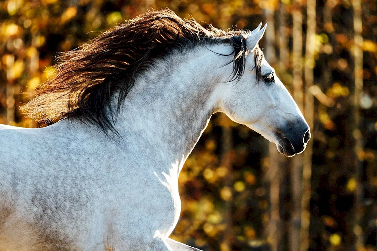 Андалузская лошадь портрет