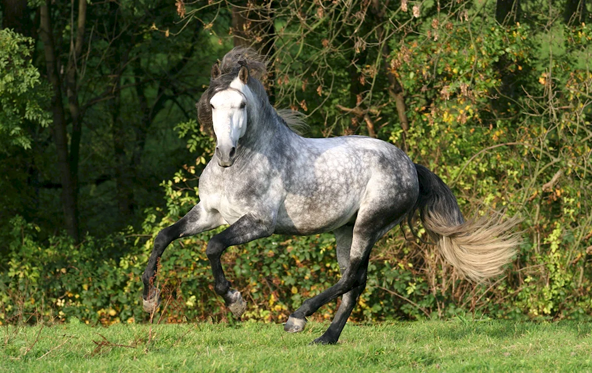 Андалузская лошадь серая