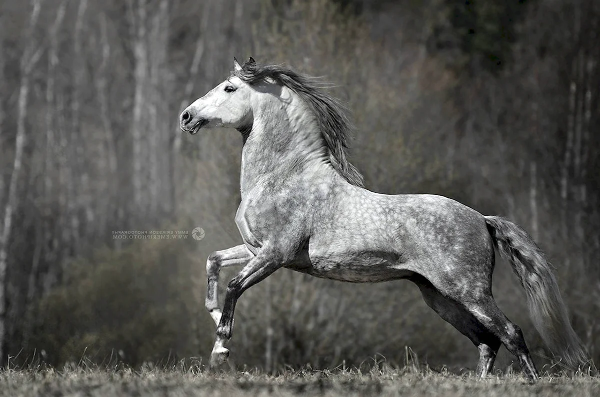 Андалузская лошадь серая в яблоко