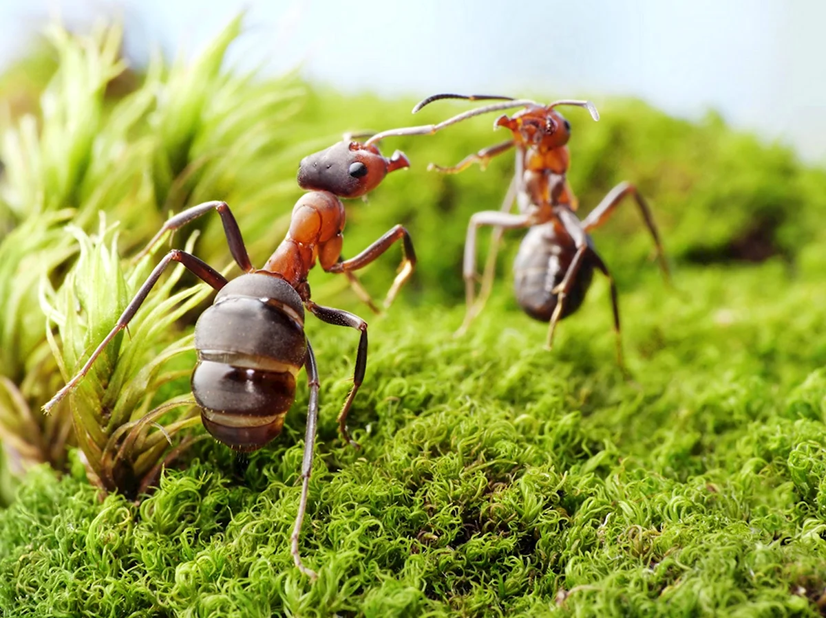 Андрей Павлов муравьи