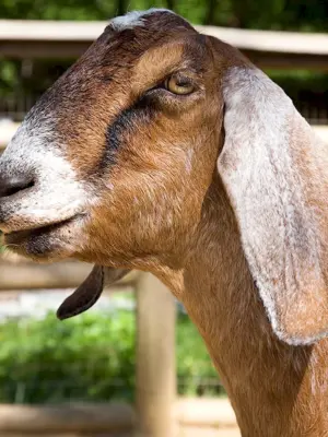 Англо-нубийская коза