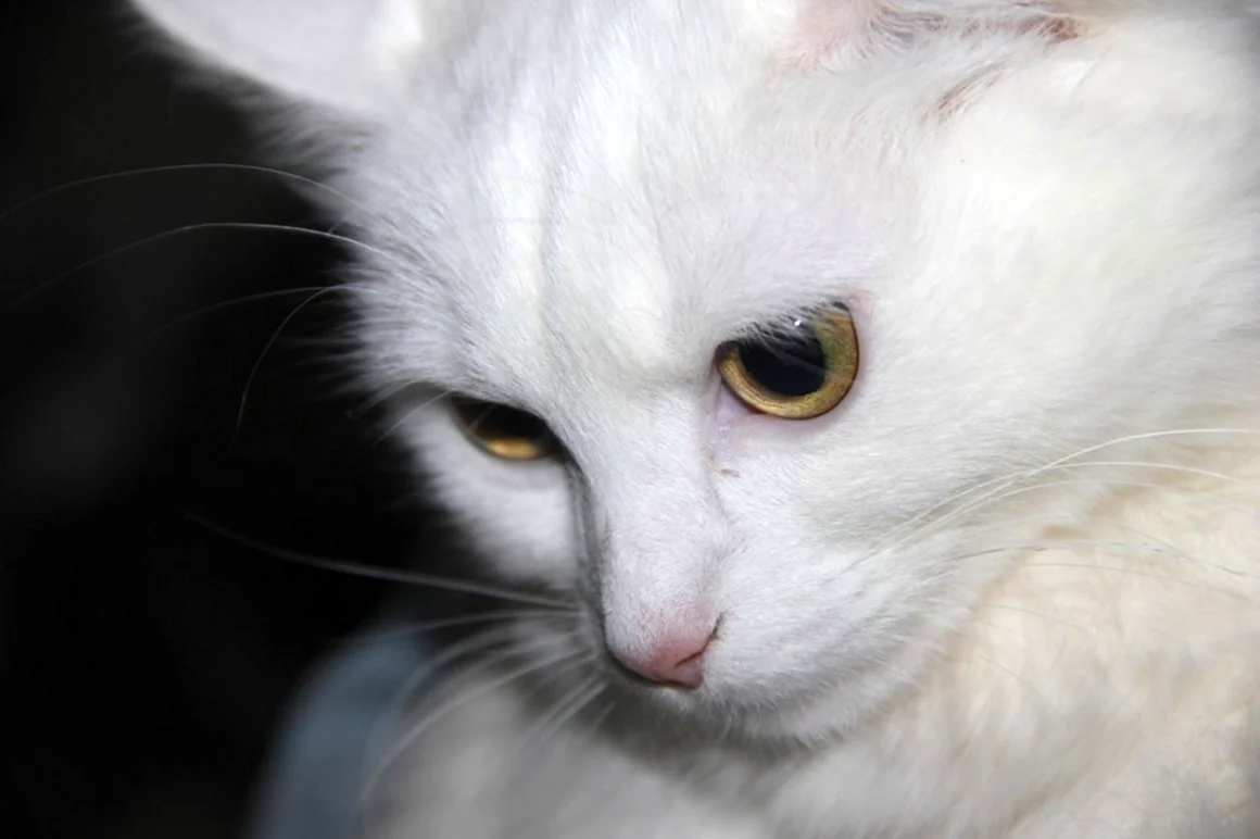 Ангорская белая кошка с желтыми глазами