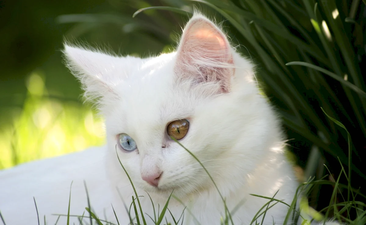 Ангорская кошка альбинос