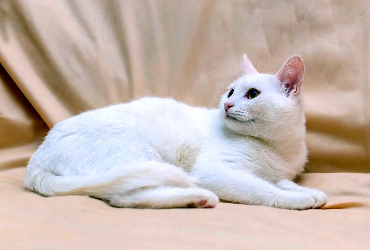 Ангорская кошка короткошерстная