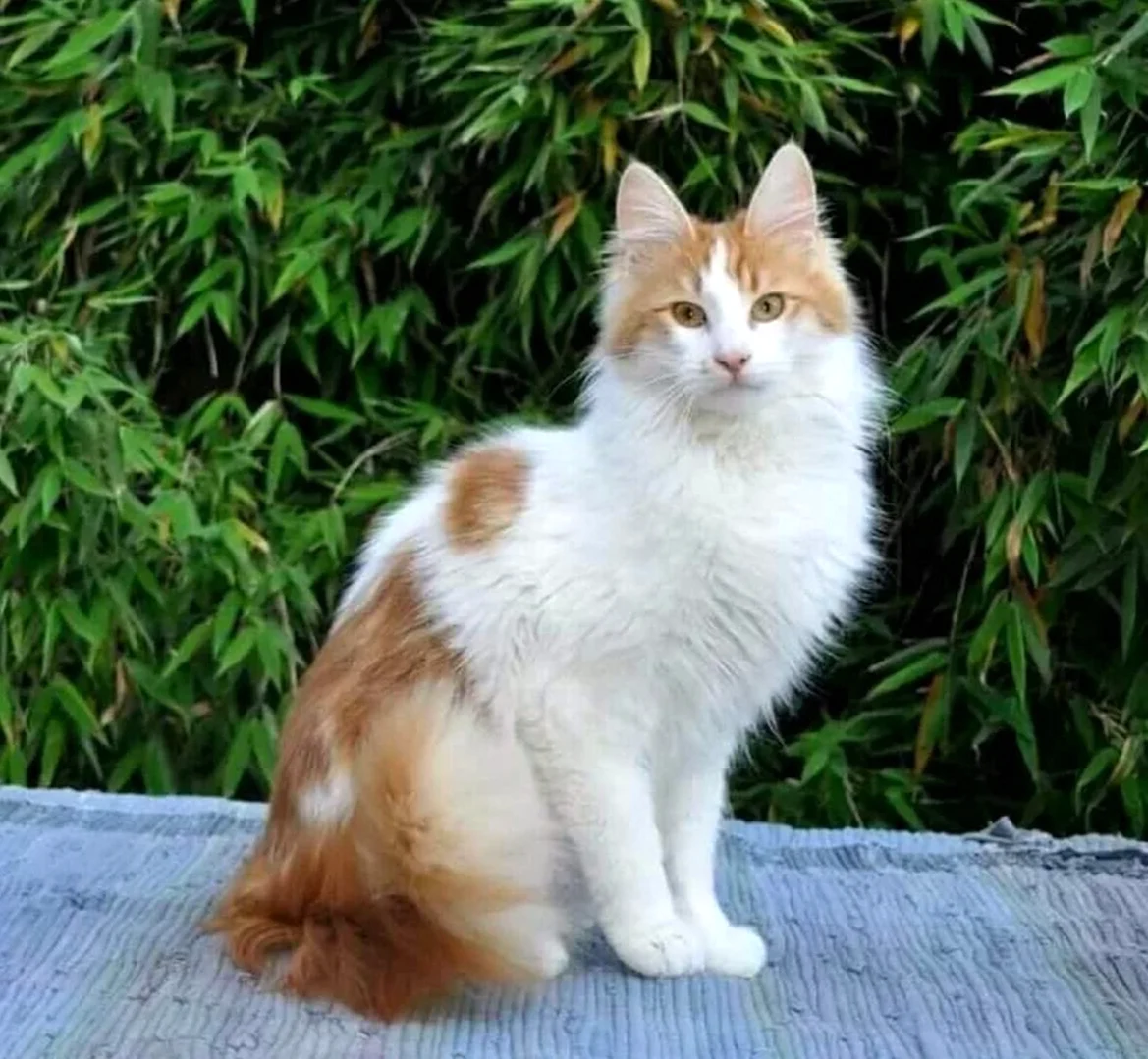Ангорская кошка трехцветная