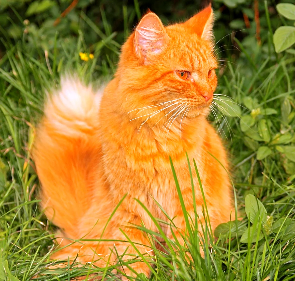 Ангорская Сибирская кошка рыжая