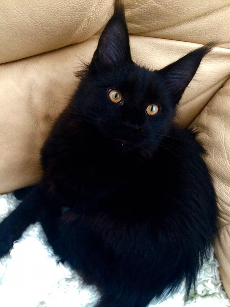 Ангорский кот черный пушистый