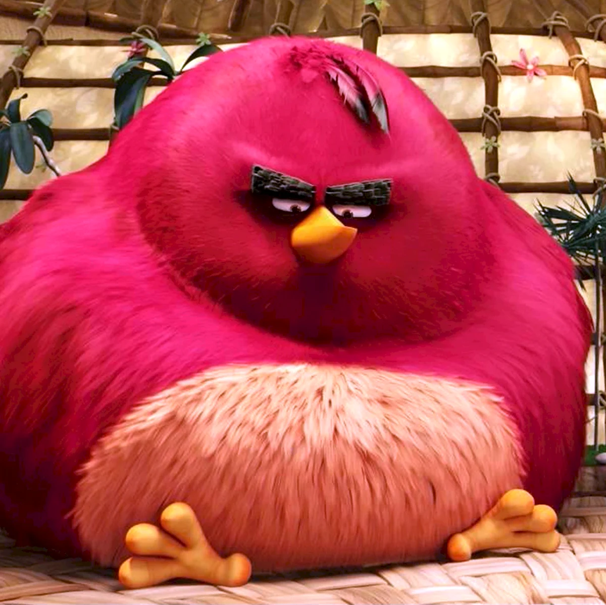 Angry Birds Теренс