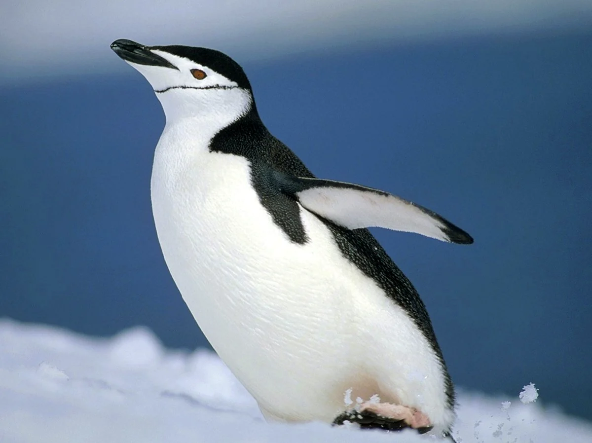 Антарктические пингвины Pygoscelis