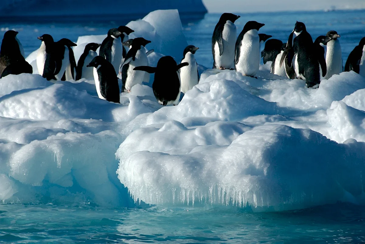 Антарктида материк пингвины