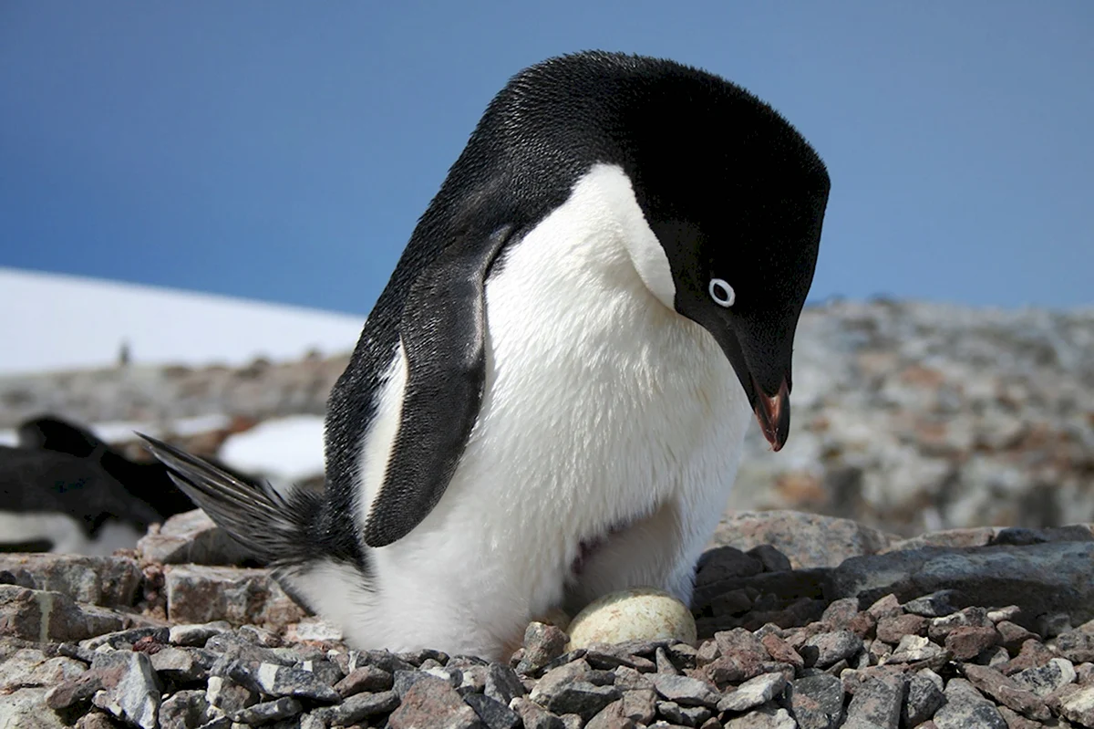 Антарктида пингвины Адели