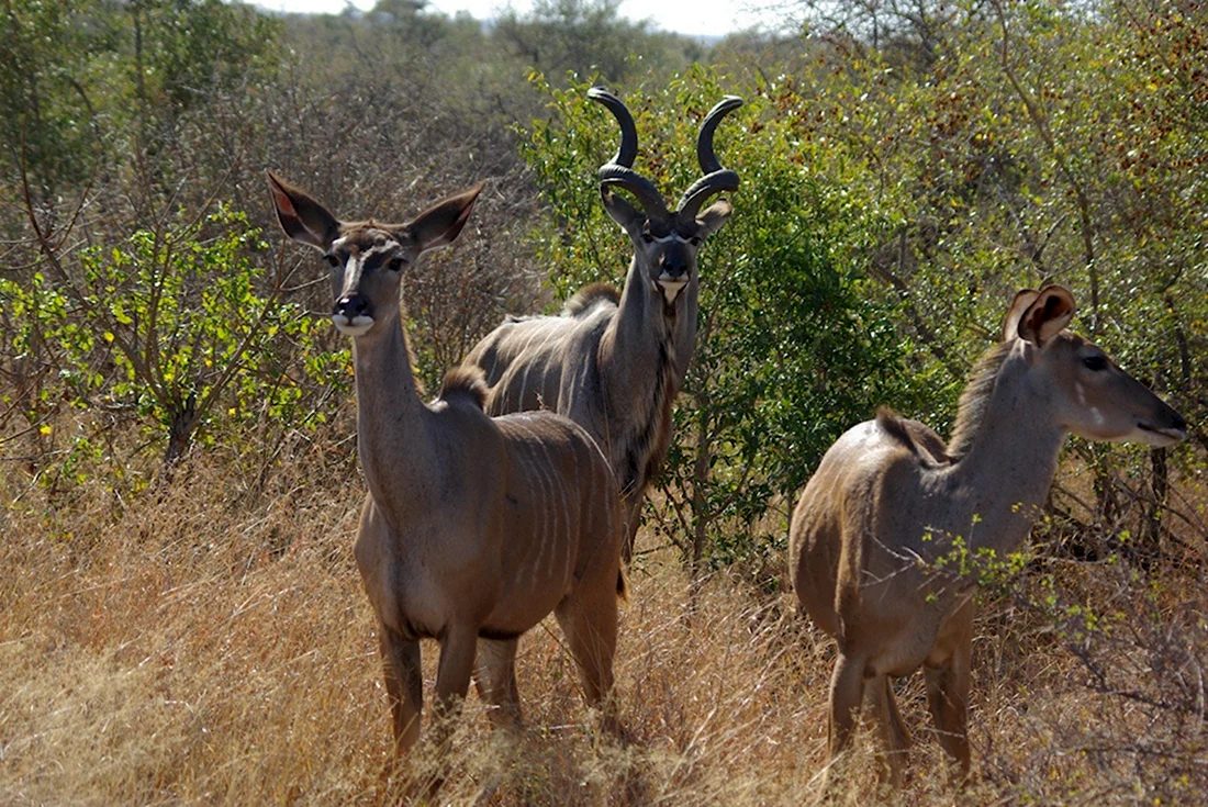 Антилопа Kudu
