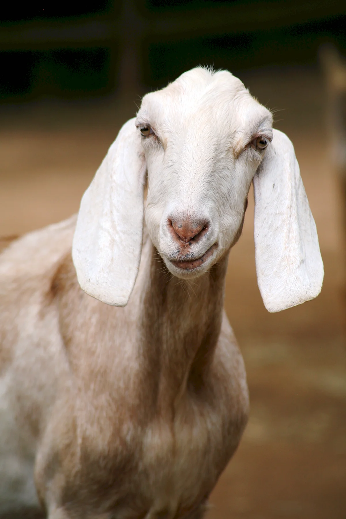 Аппенцелльская порода коз