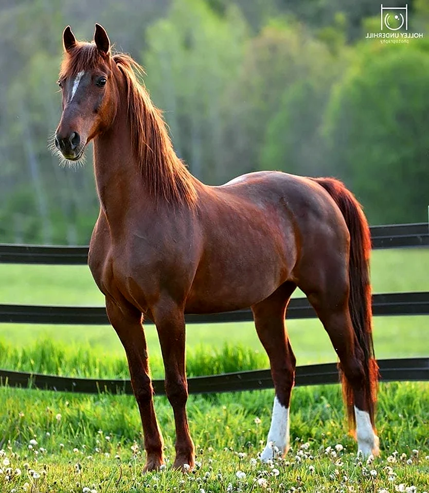 Апшеронская порода лошадей