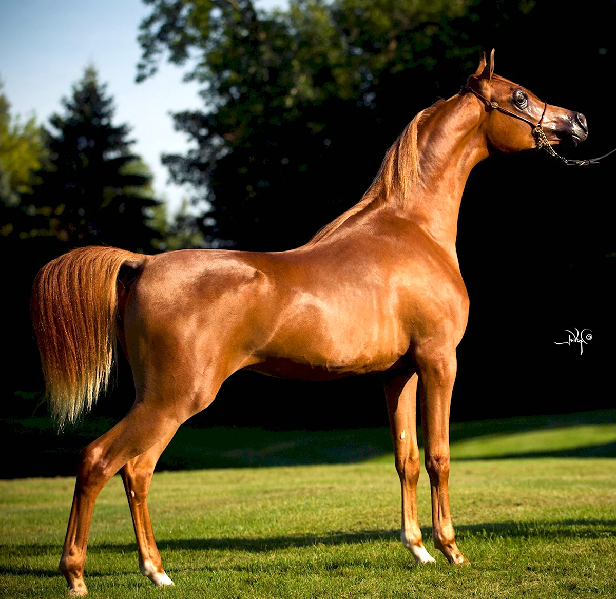 Арабская лошадь арабский скакун