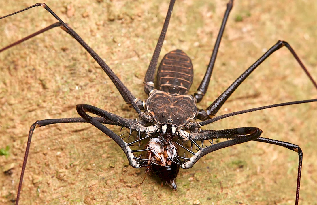 Арахнид паук-Скорпион