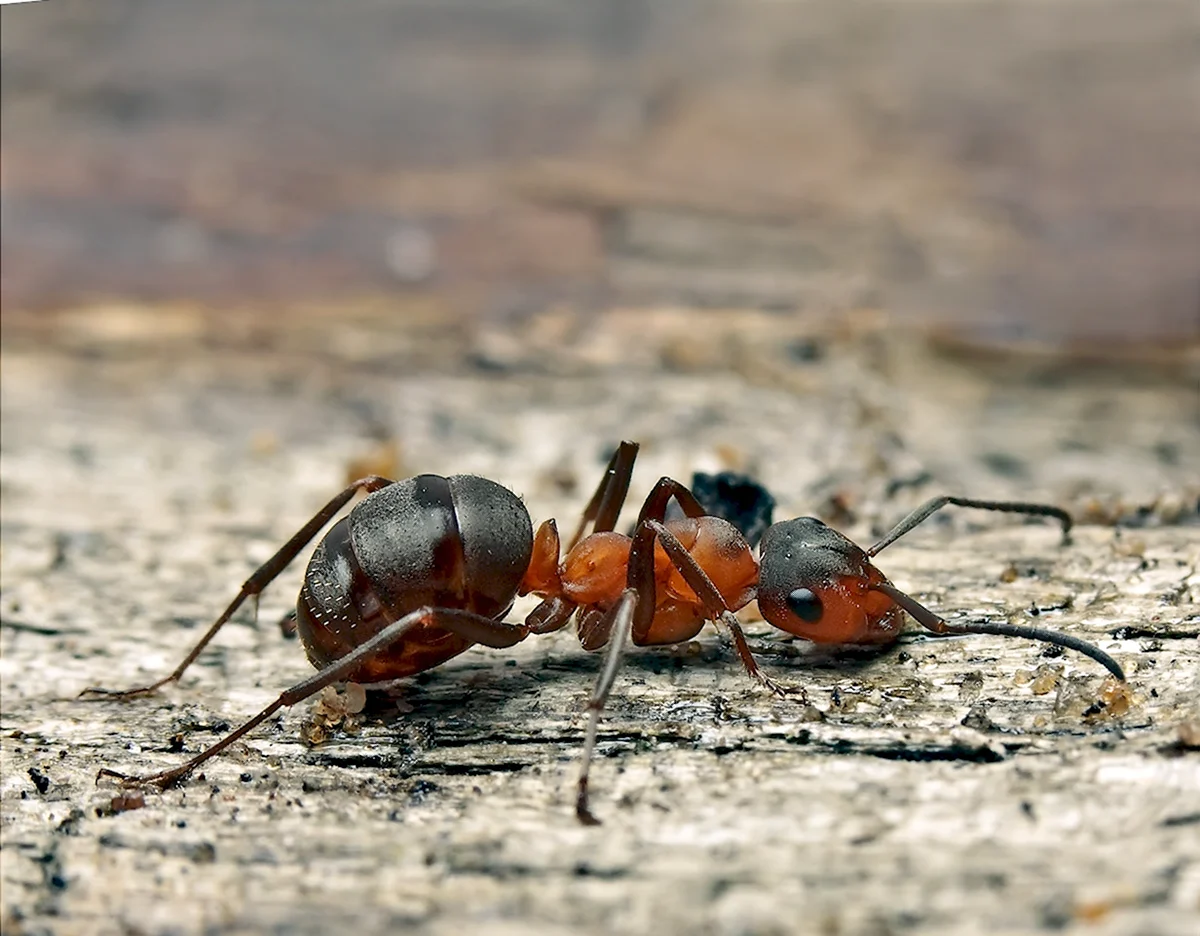 Аргентинский муравей суперколонии