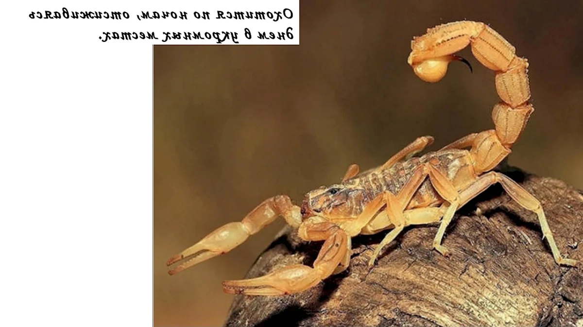 Аризонский древесный Скорпион