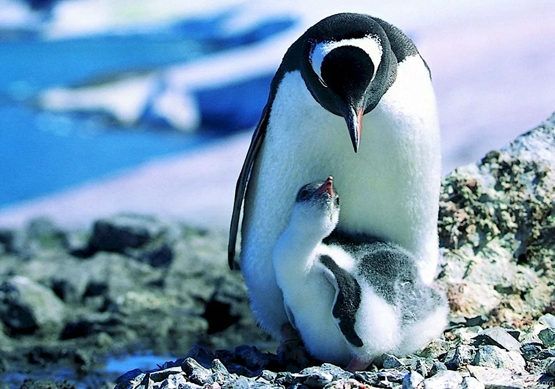Атлантический Пингвин