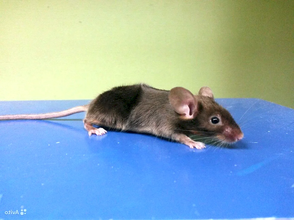 Атласная мышь
