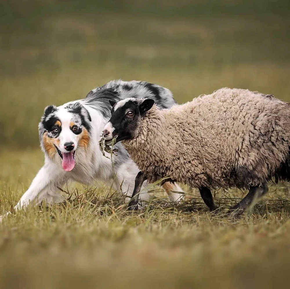 Аусси австралийская овчарка пастух