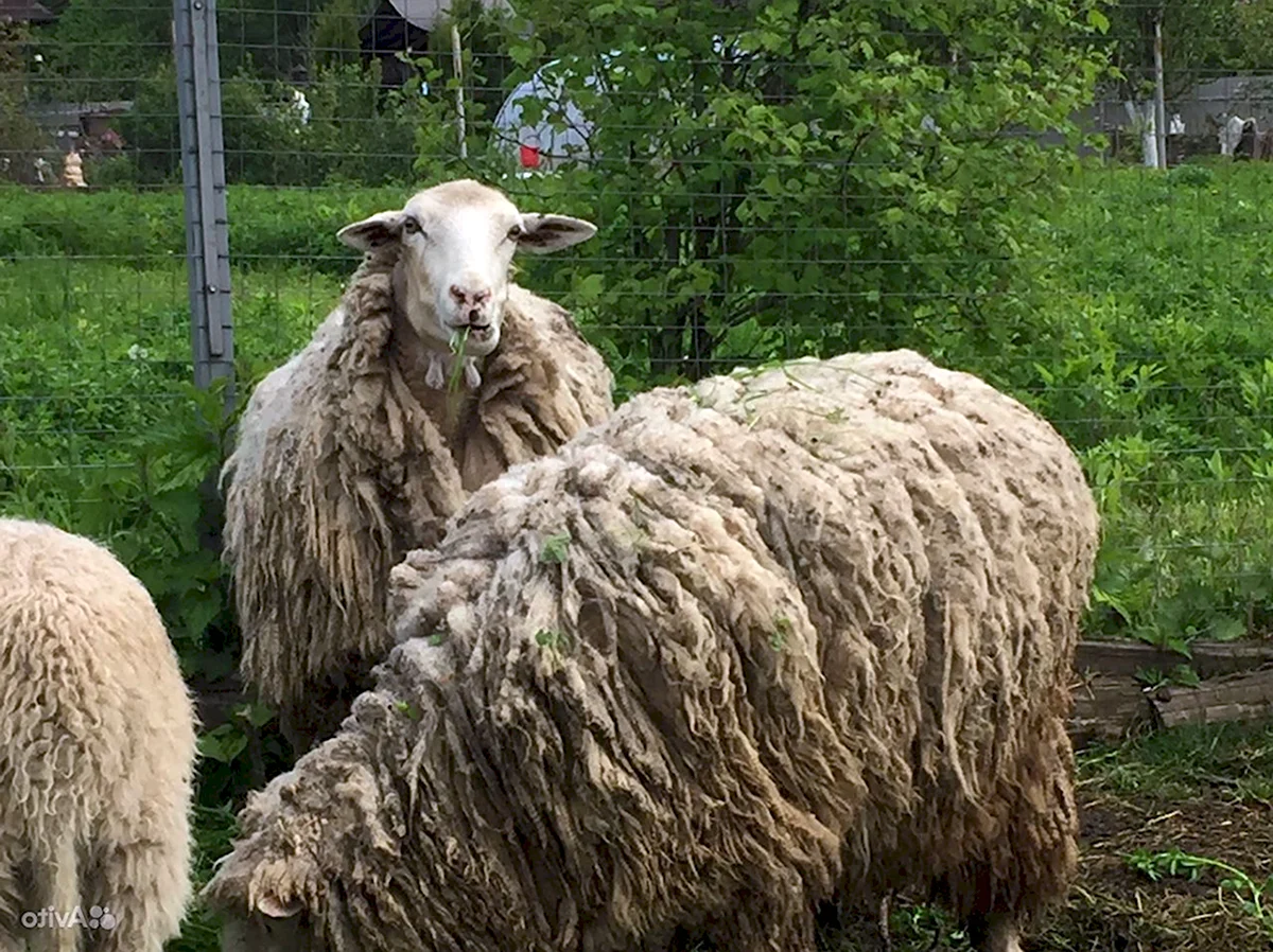 Авито Куйбышевская порода овец