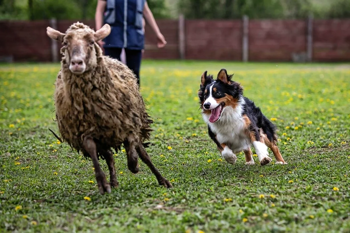 Австралийская овчарка пастух