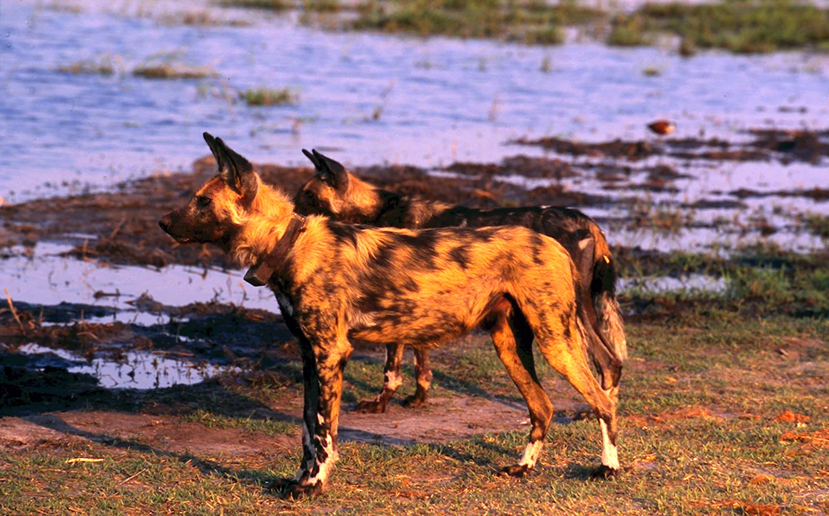 Австралийский гиеновая собака