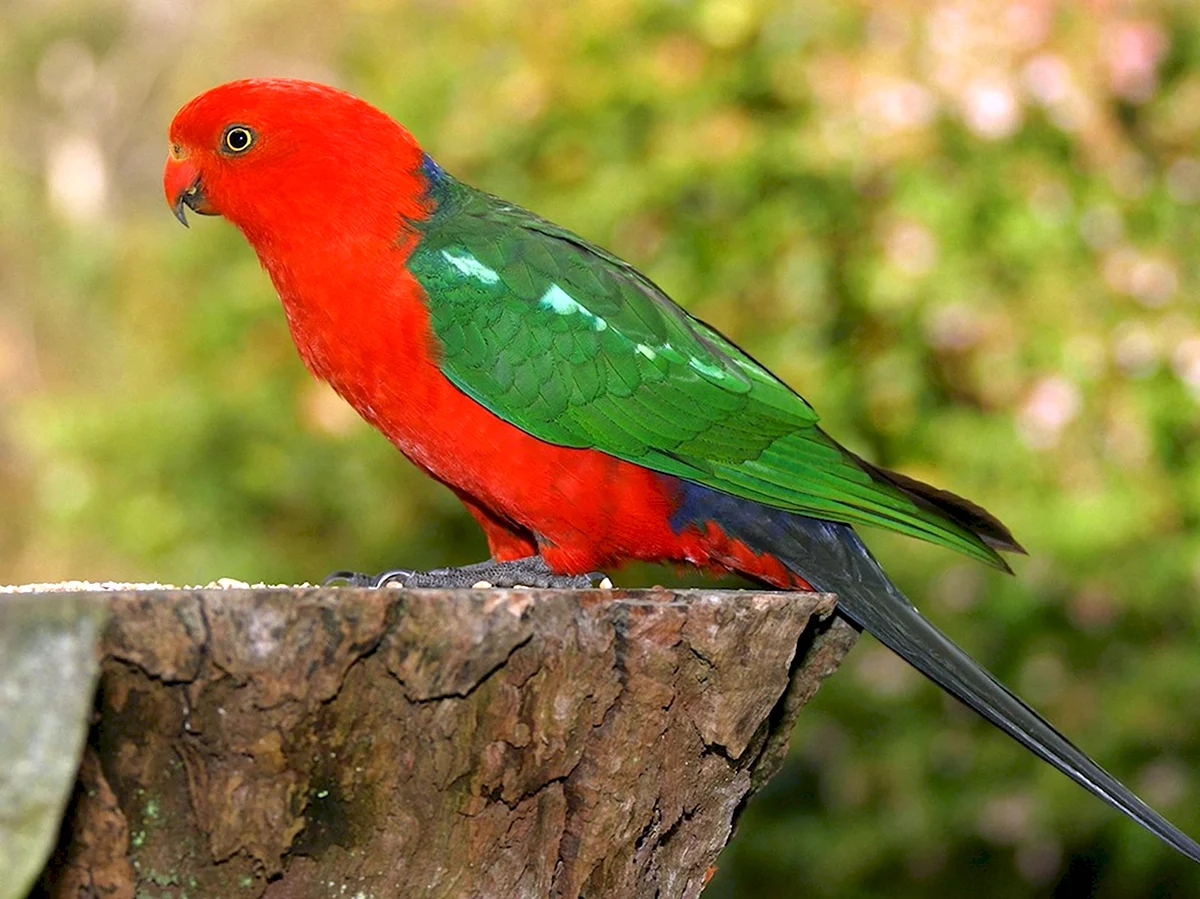 Австралийский Королевский попугай