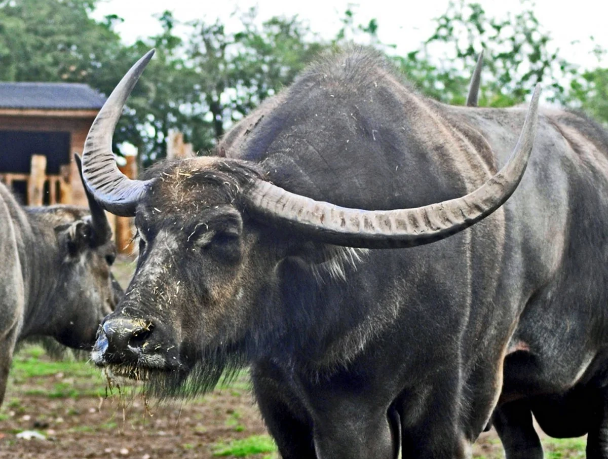 Азиатский буйвол Рогач