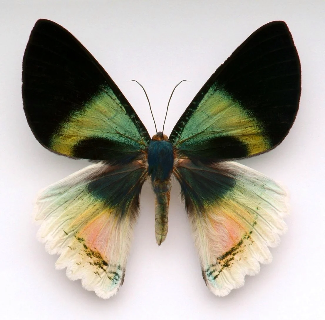 Бабочка Альцидес Аврора