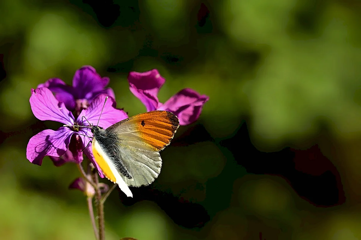 Бабочка Аврора картинка