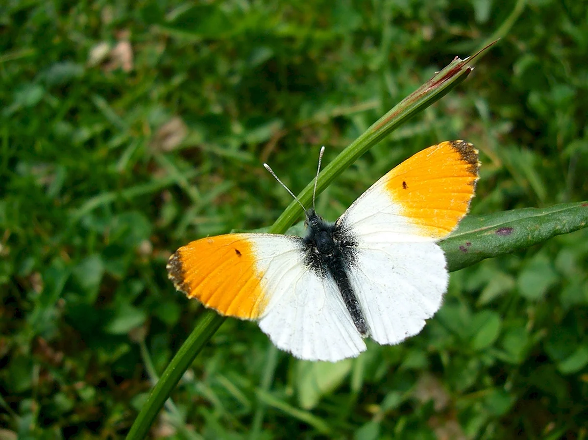 Бабочка Белянка Аврора