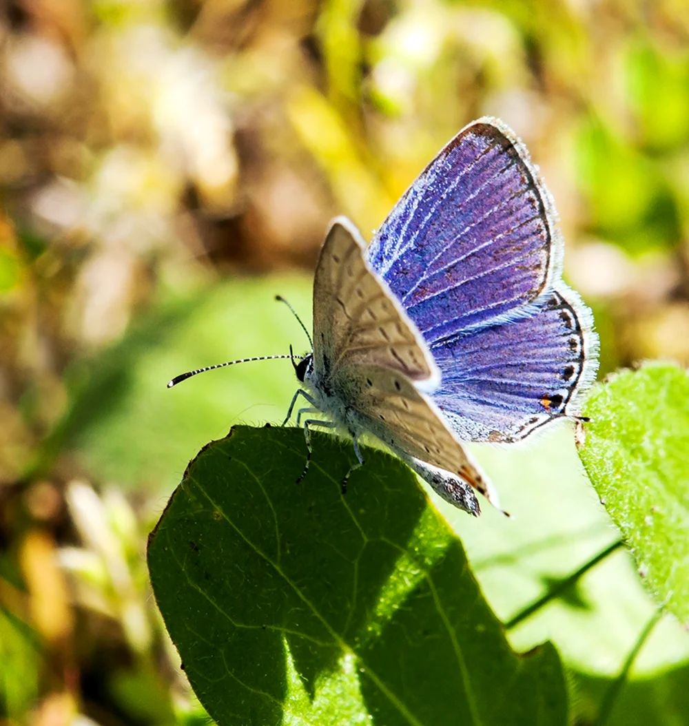 Бабочка голубая Ордынка
