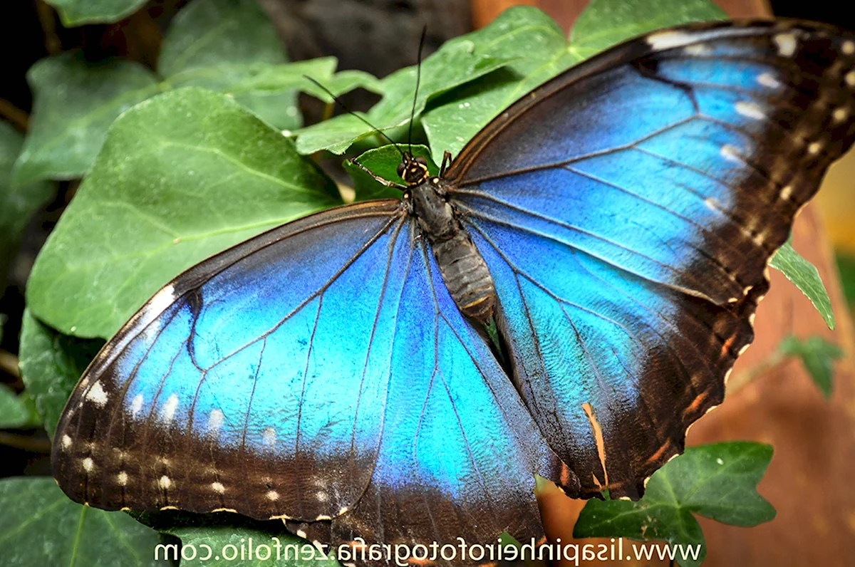 Бабочка Морфо Коста Рика стая