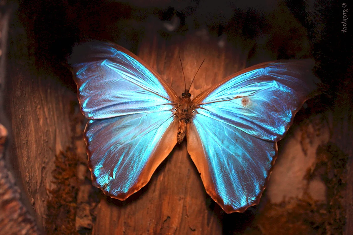 Бабочка Morpho Aurora